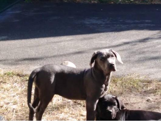 Cane corso preslatki štenci
